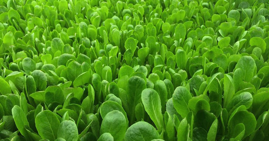 Little Leaf Farms raises $90m to further scale hydroponic greenhouse-grown  lettuce