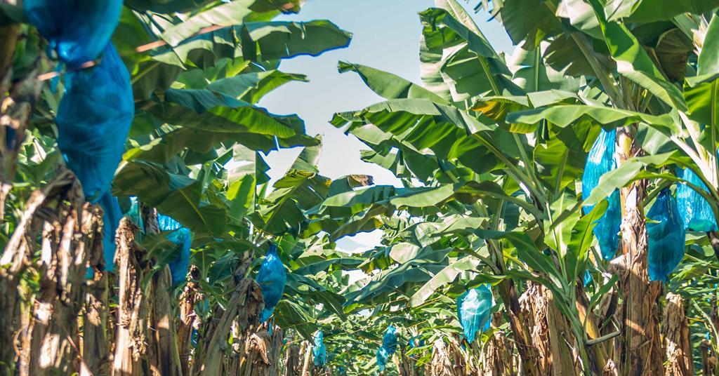 Fyffes aims for regenerative agriculture across banana and pineapple farms