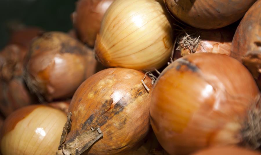 Wholesale onion prices soar on back of tight supply News The Grocer