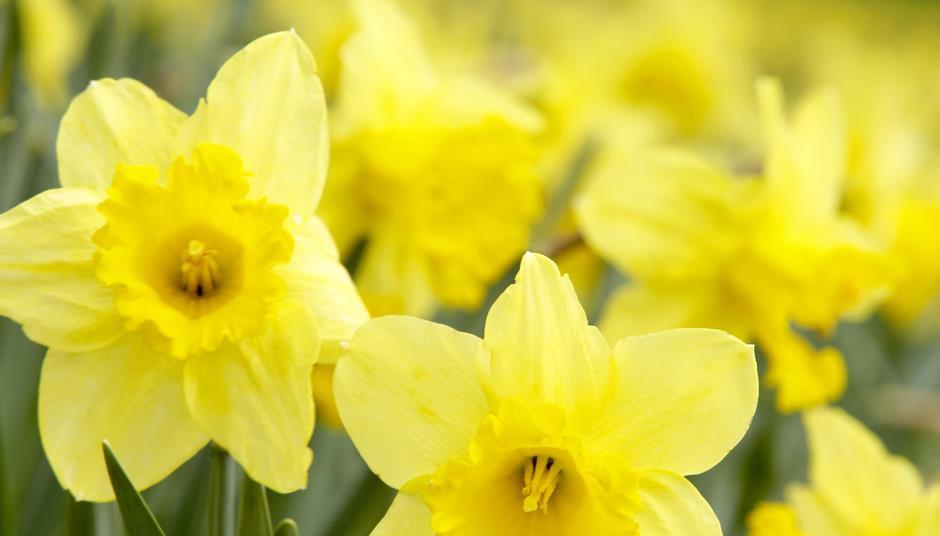 Daffodils are a danger warns Public Health England News The Grocer