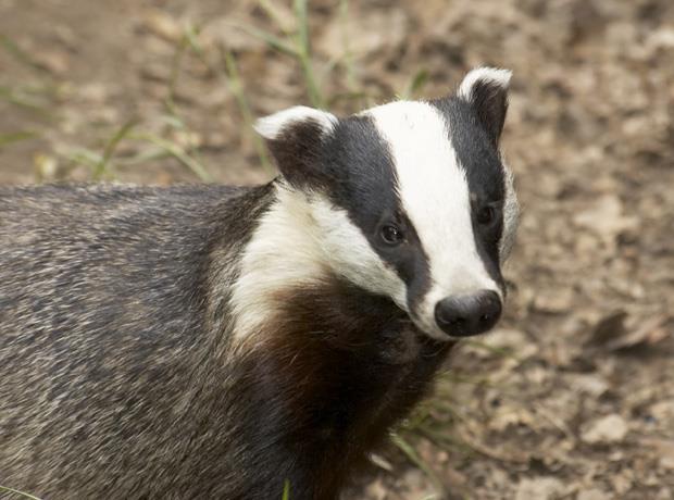 NFU still committed to 'comprehensive' badger cull | News | The Grocer