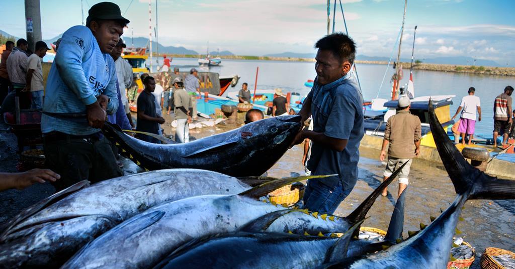 Ahi (Yellowfin Tuna) - Fisherman Travels