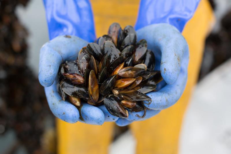 Salmonella risk sees four retailers recall seafood products - Vimarsana News