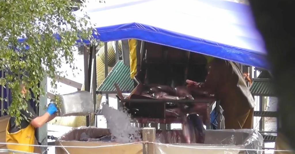 Alleged animal abuse caught on camera at Scottish trout farm The Grocer