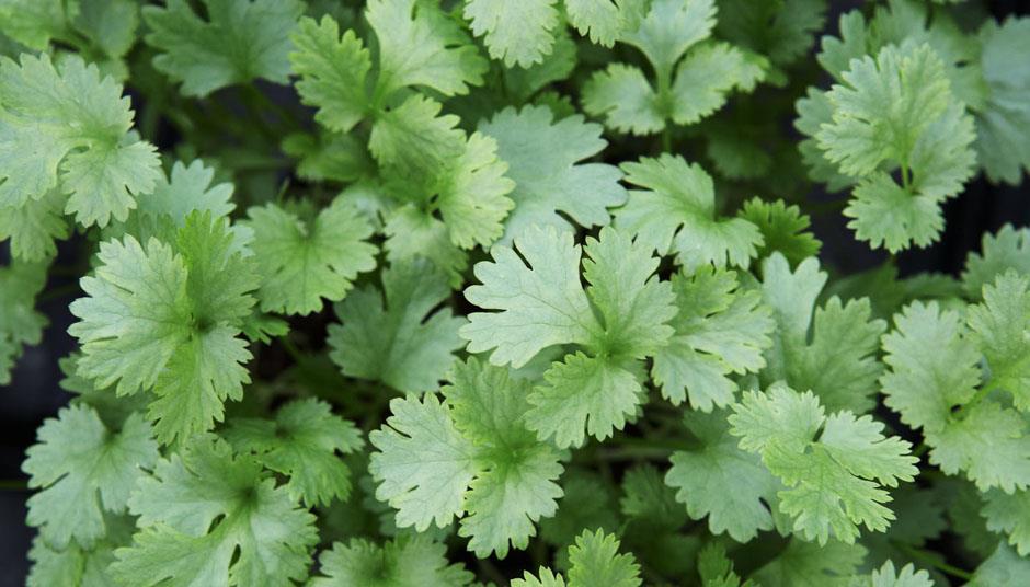 Coriander popularity drives boom in sales of herbs News The Grocer