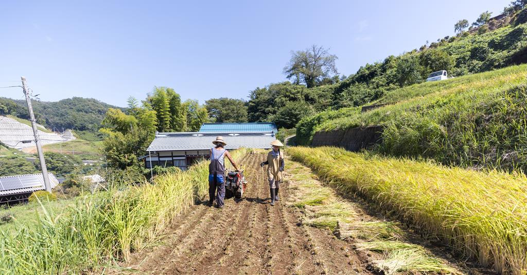 El Niño putting a tenth of UK food imports at risk, research finds