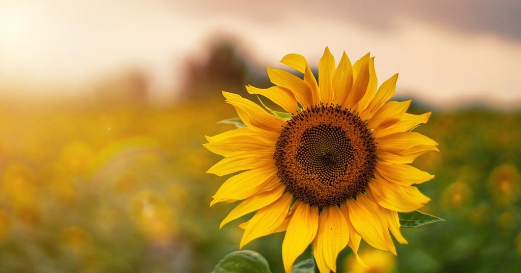 Sunflower shortage forces McCain move to blended oil products News