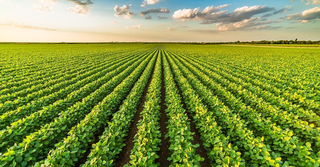 Kettle Produce losses rise despite boost to turnover The Grocer