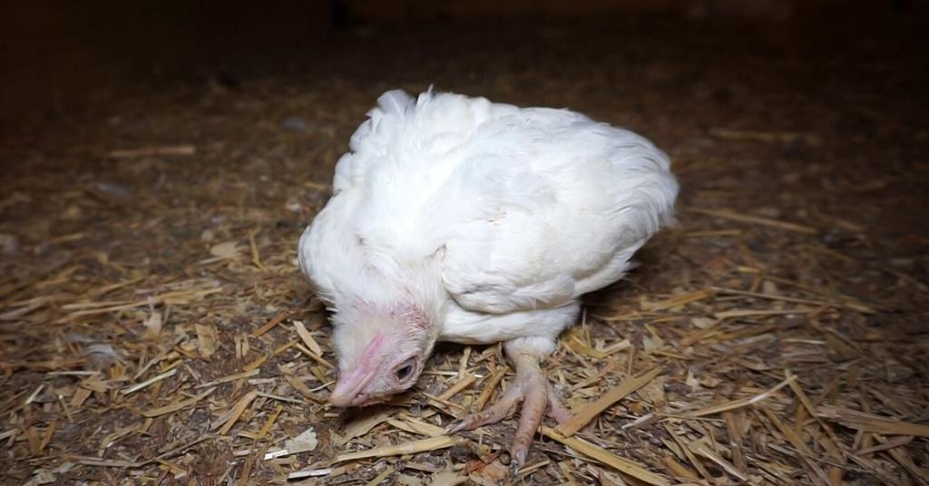 Tesco Suspends Farm Over Chicken Welfare Standards News The Grocer 