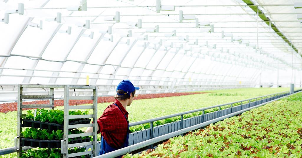 Increased labour costs could make UK fruit & veg crops 'unviable', NFU warns | News - Vimarsana News