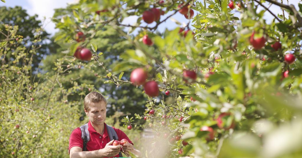 Seasonal Worker Scheme Extended For Another Year 