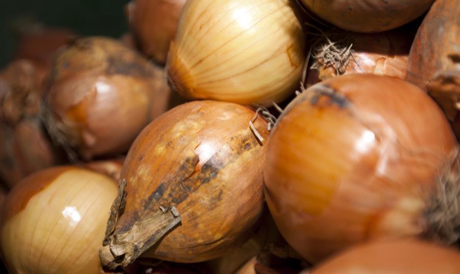 Onion and leek sales soar in latest Covid19 lockdown News The Grocer