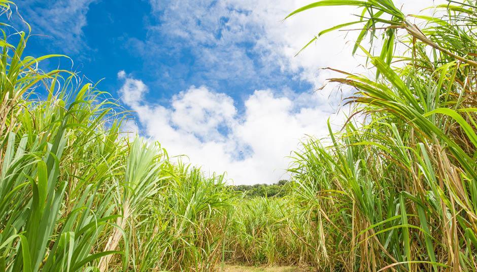 How Mauritian growers are preparing for sugar quota changes | Analysis ...