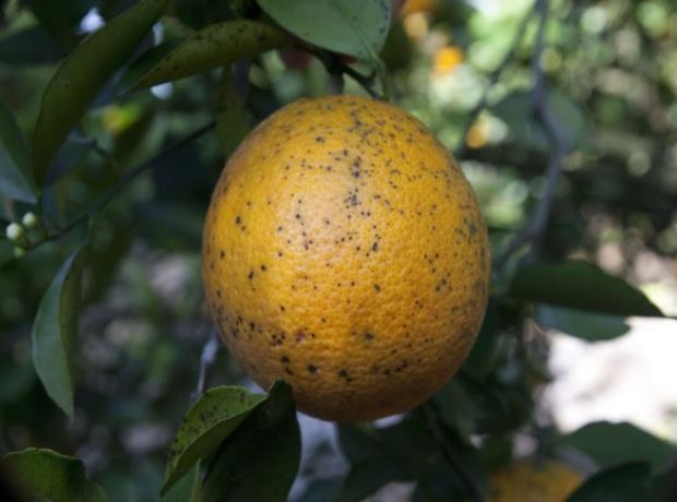 South Africa disease sparks citrus ban fear | News | The Grocer
