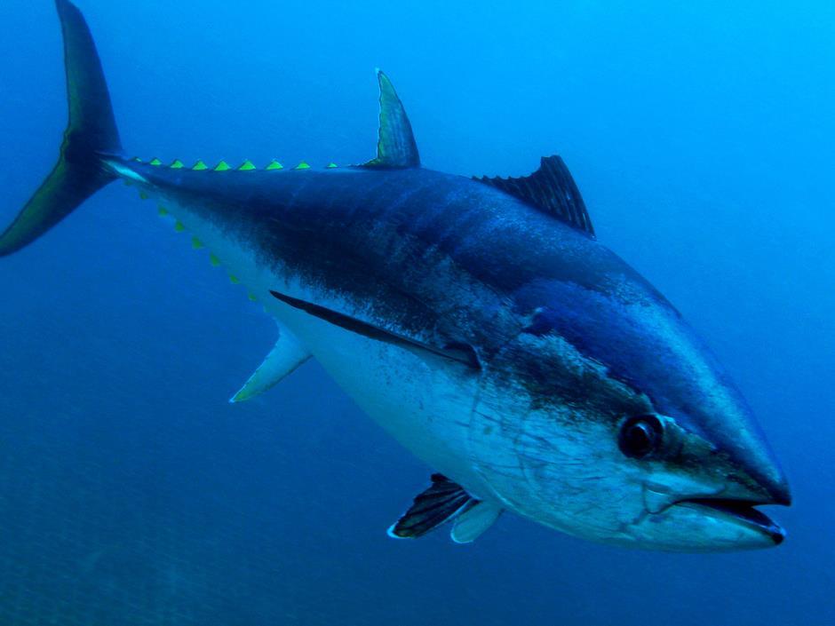 Thai tuna cheaper thanks to end of FAD ban Analysis & Features The