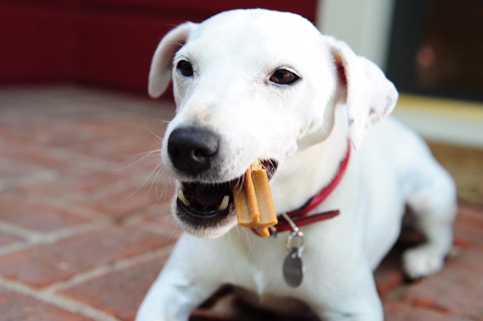 Mars shows the way on ‘changing the world for pets’ | Review | The Grocer