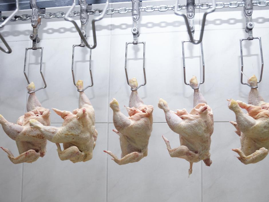 Chlorinated chicken explained why do the Americans treat their poultry