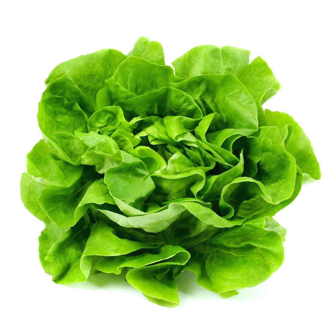 Lettuce prices up due to colder than normal weather News The Grocer
