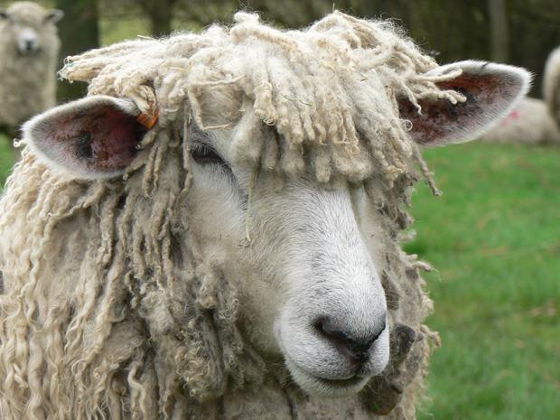 Cotswold Sheep Society urges use of logo to safeguard breed | News ...