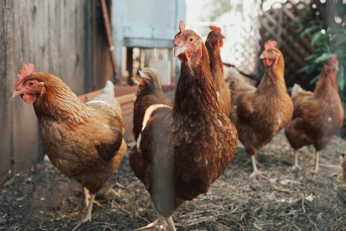 First bird flu case since 2017 reported at Suffolk chicken farm News