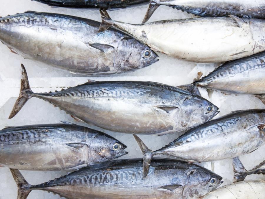 Tuna prices drop but pressure is on FADs Analysis & Features The Grocer