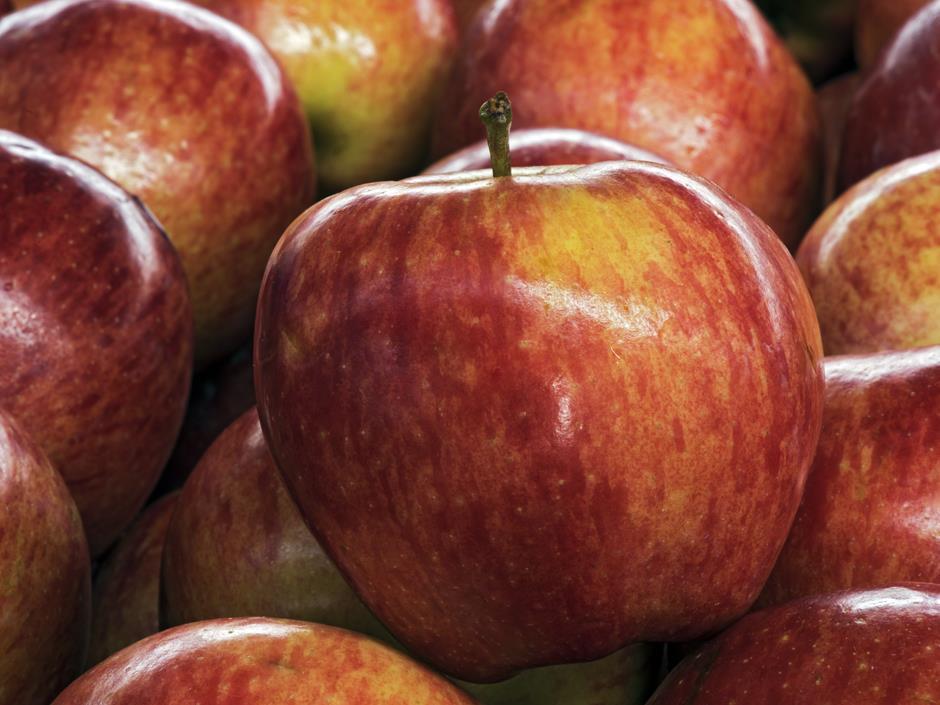 New technique could help extend UK Gala apple season News The Grocer