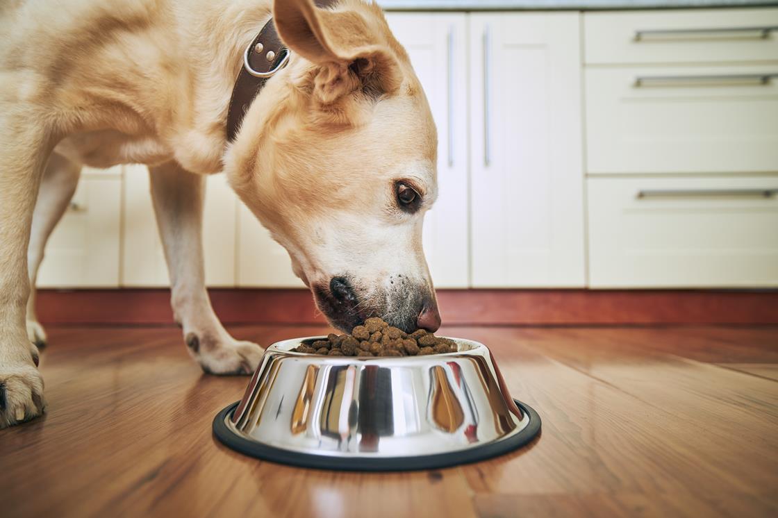 Petfood sales flurry expected with deals for brands on table | News ...