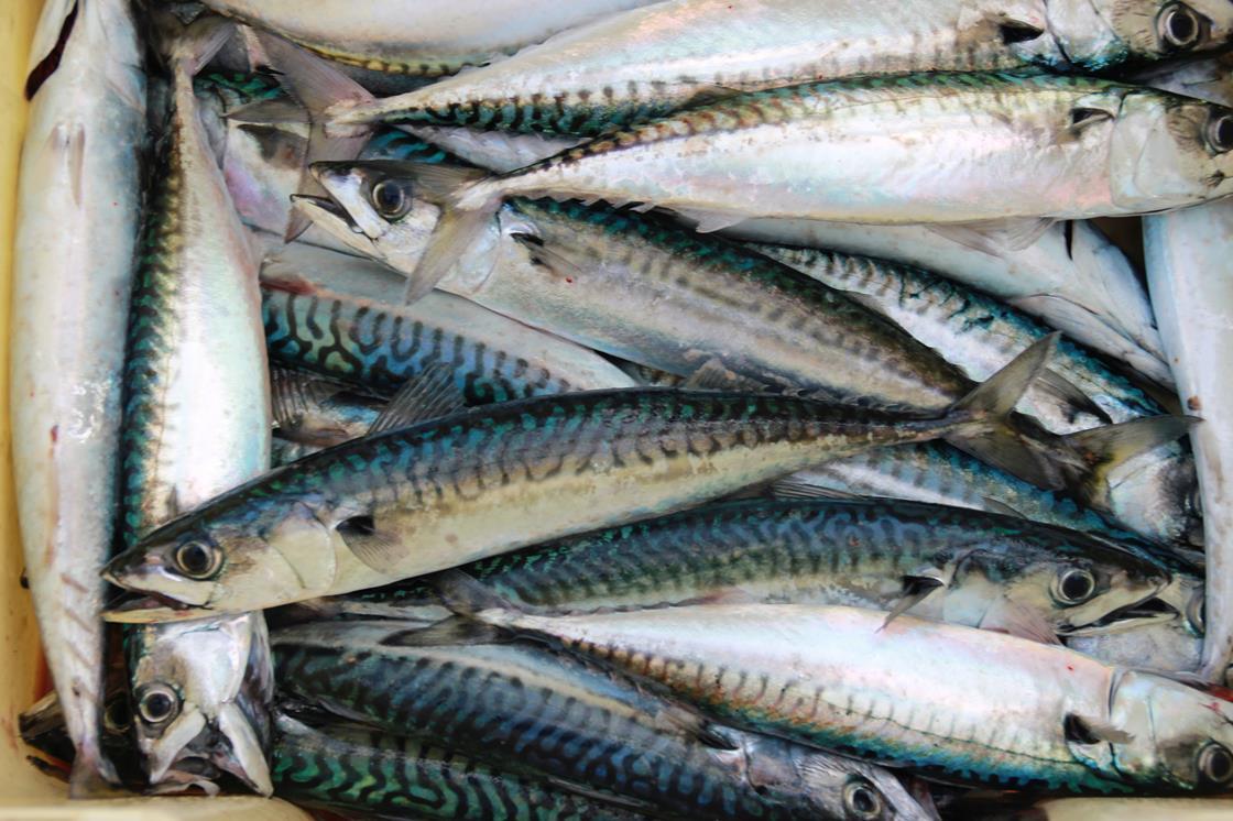 Mackerel prices rise after catch quota is cut Analysis & Features The Grocer