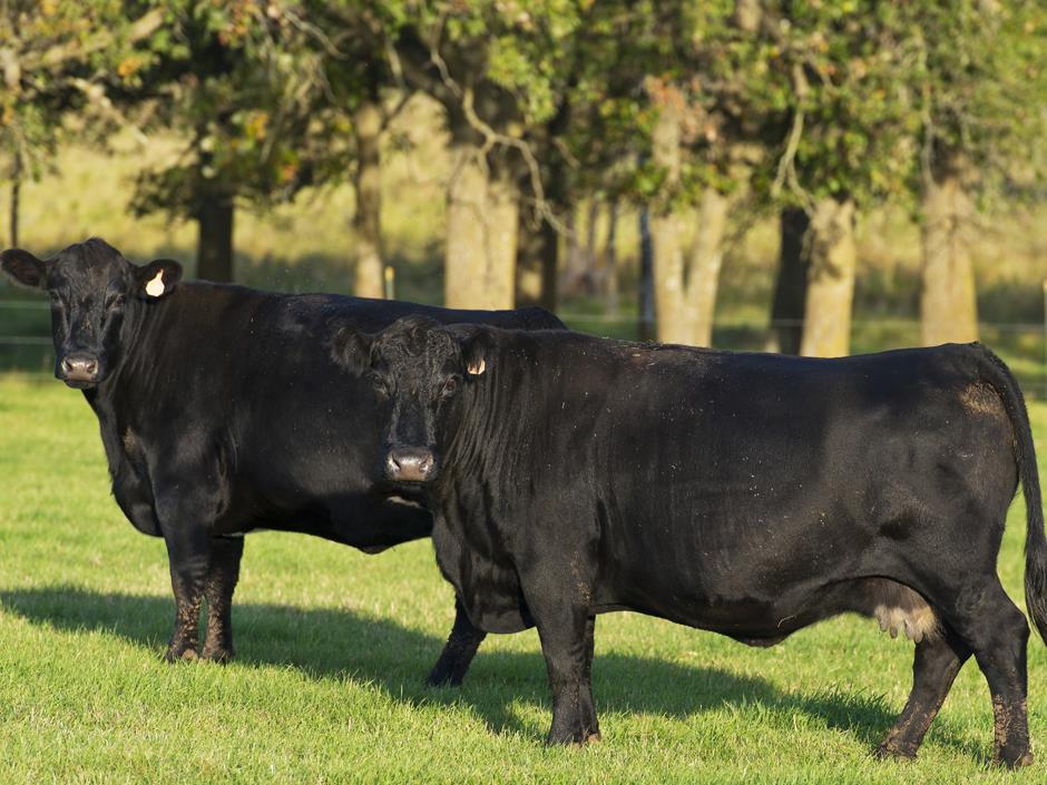 Aberdeen Angus cattle get 'bulletproof' traceability scheme News