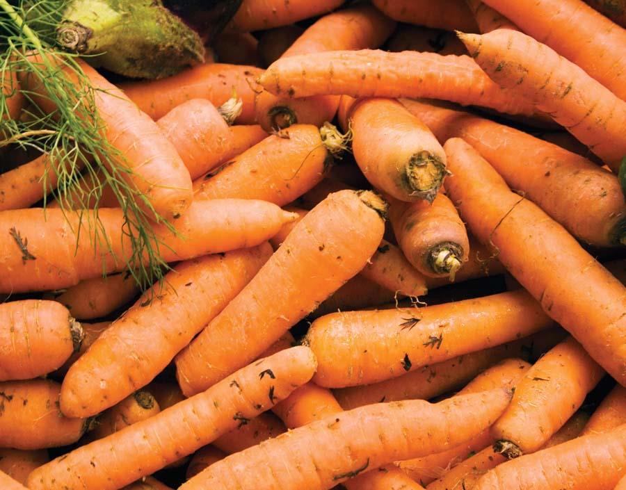 British carrot crop hit by cold start to season News The Grocer