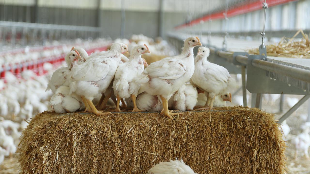Why won’t all the supermarkets sign up to poultry welfare pledge