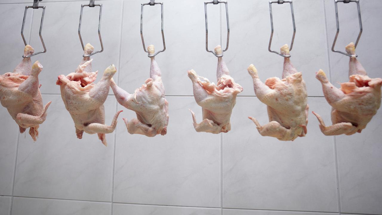 Chlorinated chicken explained why do the Americans treat their poultry