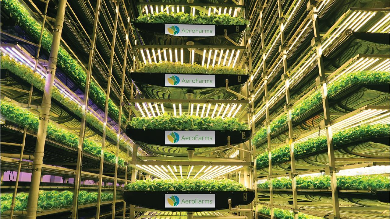 How vertical farming is taking off Analysis and Features The Grocer