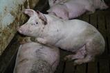 cranswick pig 1