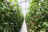 Tomato plants growing in a greenhouse
