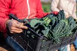 farmer carrying kale - getty