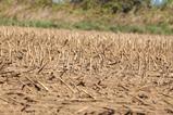 drought harvest GettyImages-2213373063