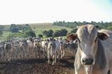 brazil cow cattle beef farm