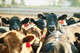 cows in a field