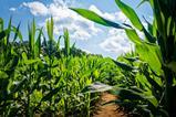 Tate-%26-Lyle-Purpose---Caring-for-our-planet