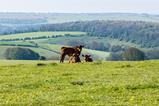 cows
