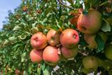 Cider apples on tree