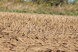 droufght dry ground