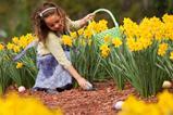 daffodils easter
