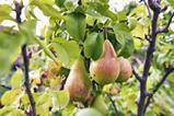 Perry pear