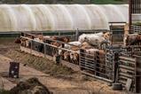 cattle farm GettyImages-845493712