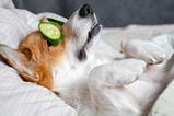 dog cucumber petcare health