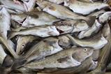 cod catch -getty