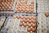 eggs in box - getty