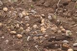 potatoes in a field - Getty